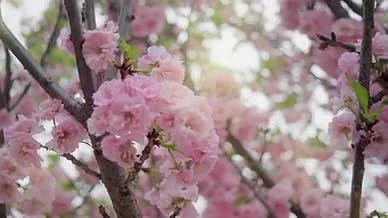4k实拍阳光下的粉色樱花视频的预览图